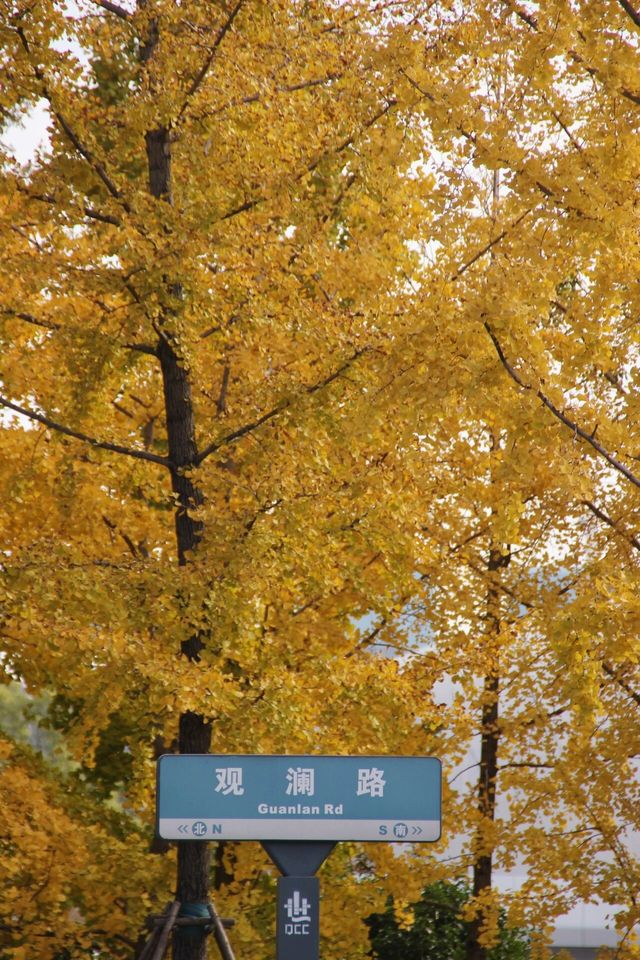 人生建議：秋天來杭州一定要看場銀杏雨