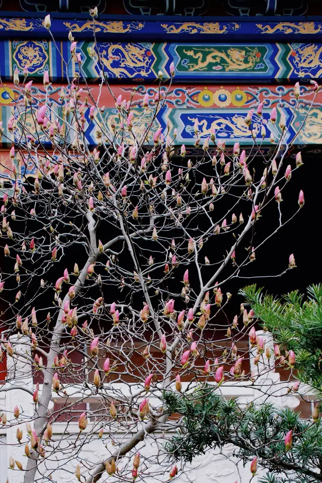 This lesser-known Suzhou 'Little Forbidden City', the Yulan magnolias are in full bloom