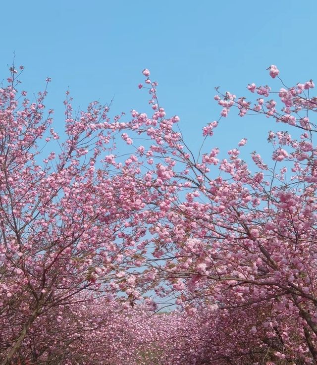 右二村晚櫻園