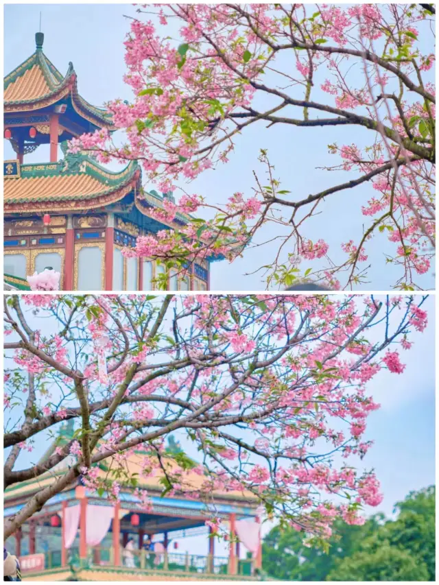 The ancient-style sakura ambiance of spring in Guangzhou is too romantic