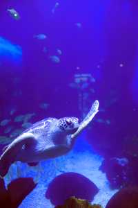 雲上海洋館·特別的存在