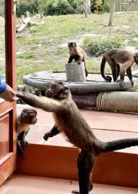 親人們，上海野生動物園有多適合遛娃還要多說嗎？