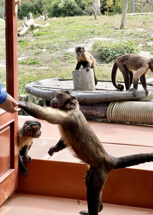 親人們，上海野生動物園有多適合遛娃還要多說嗎？