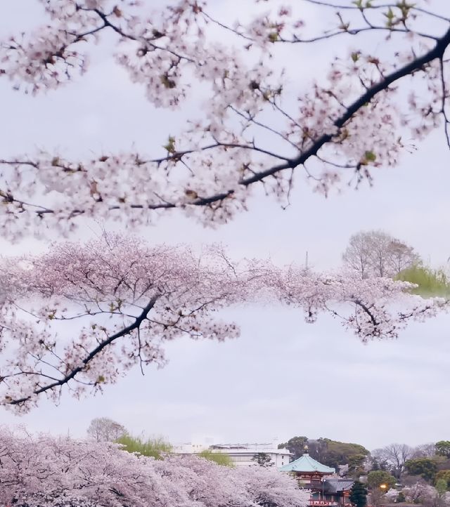 東京上野公園是日本第一座公園內的粉色童話
