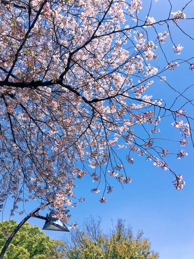 文化森林 | 春日無限浪漫ノ櫻花上野