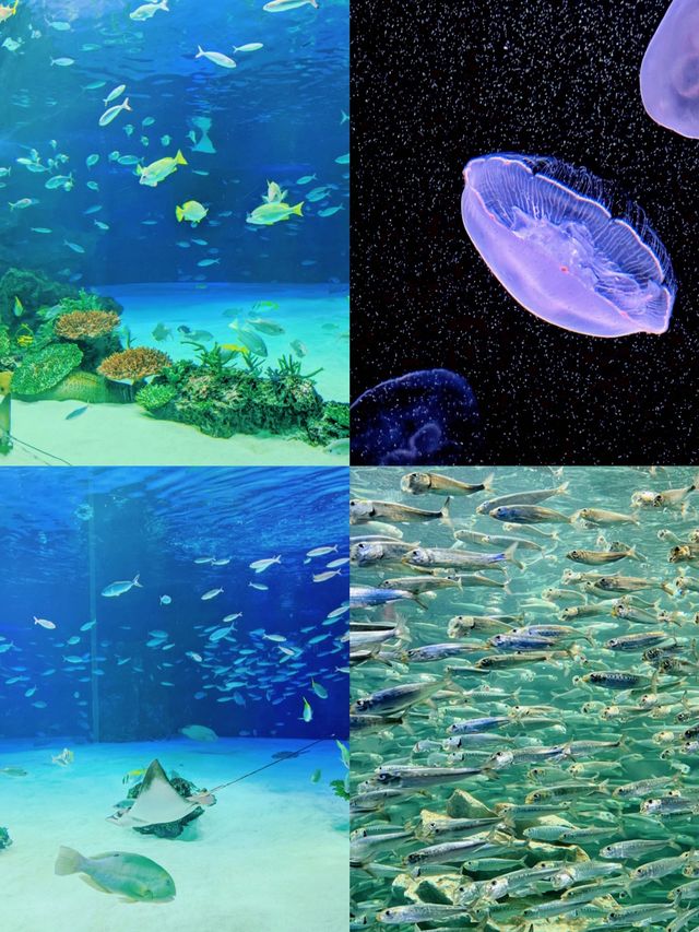 探索海洋奇妙之旅，日本東京陽光水族館等你來參觀！