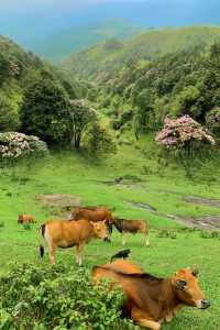 下個月‖廣東這個高山草甸滿山杜鹃花盛開～