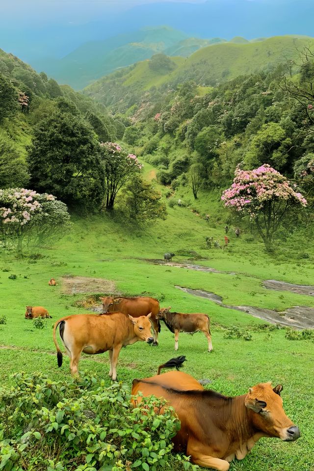 下個月‖廣東這個高山草甸滿山杜鹃花盛開～