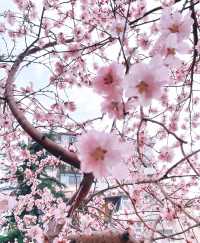 桃花燦燦開，春光入畫來～最美桃花堤