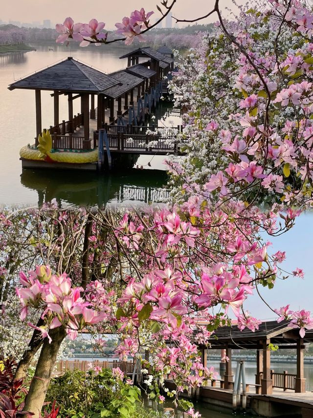 廣州海珠區濕地公園花海