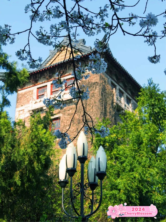 📚🌿Nanjing University: A Historical Haven🏛️