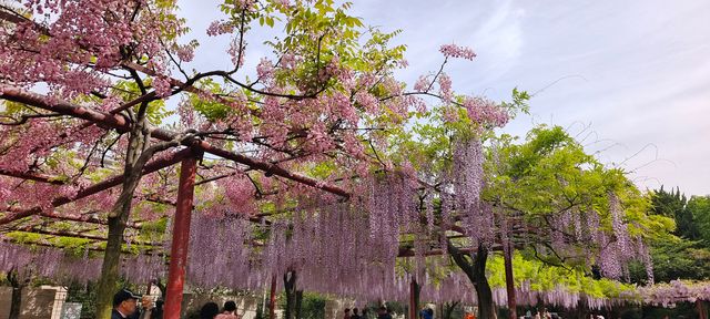 嘉定紫藤園