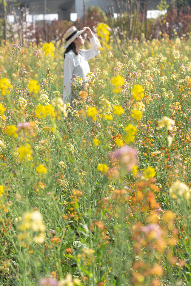 沒錯就在上海市區七彩油菜花美成莫奈花園