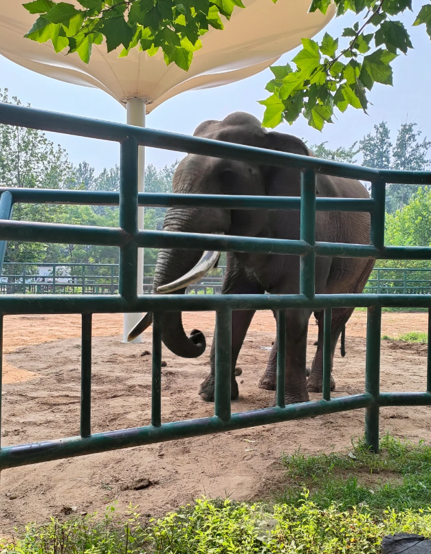 秦皇島野生動物園超全攻略~