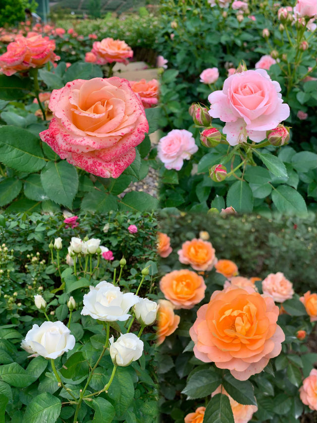 長沙版莫奈花園！ | 傳說中的玫瑰花海！！