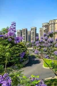國華街上藍花楹