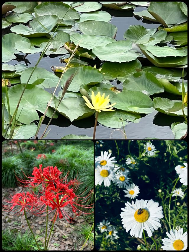 上海的這座公園簡直太驚豔啦真的超級有奈良的感覺呀