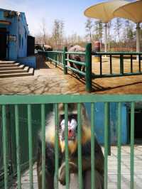 秦皇島野生動物園的自駕遛娃攻略