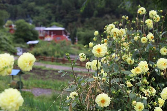 林芝-波密仁青客棧