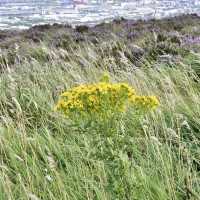 Belfast cool and breezy Cavehill