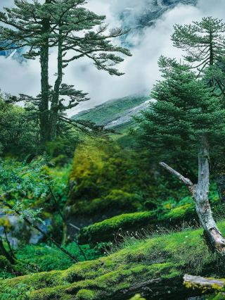 Hidden Lotus Sanctuary Motuo, an impromptu journey to the secret realm of Tibet