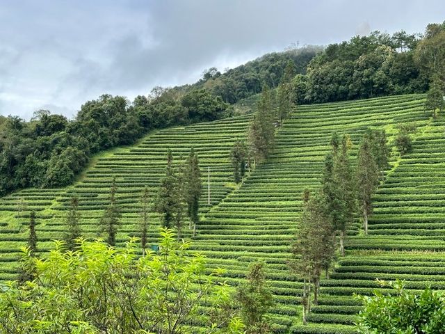 雲上茶園，體驗普洱。