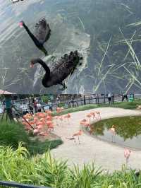 在武漢體驗感最好的動物園！零距離接觸。