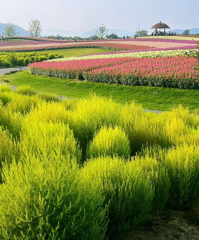 杭州徑山花海 | 邂逅浪漫花事。