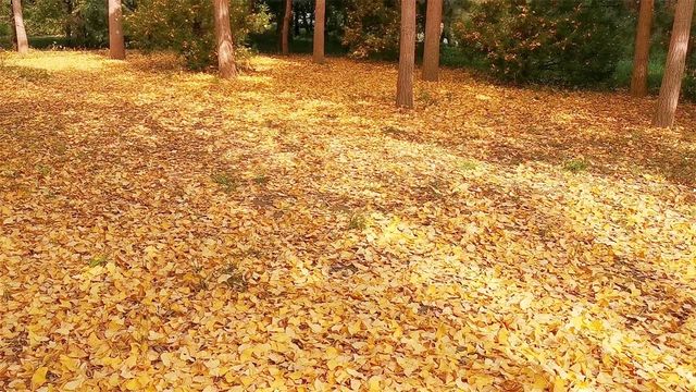 秋日裡，走進有著農耕印記的北坞公園。
