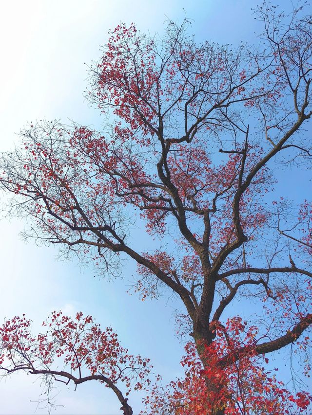孝感｜大悟紅葉｜秋天的味道。