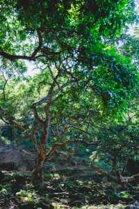廣州1h直達丨現實版的「阿凡達」神秘仙境！。