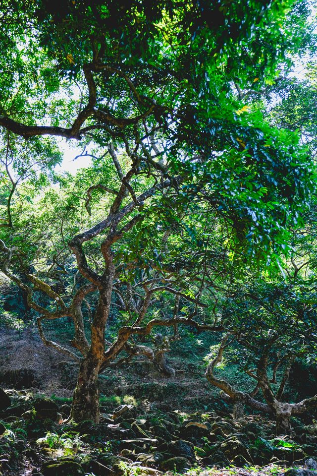 廣州1h直達丨現實版的「阿凡達」神秘仙境！。