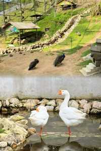 Discover the Charm of Cameron Highlands with RM25 Little Greece