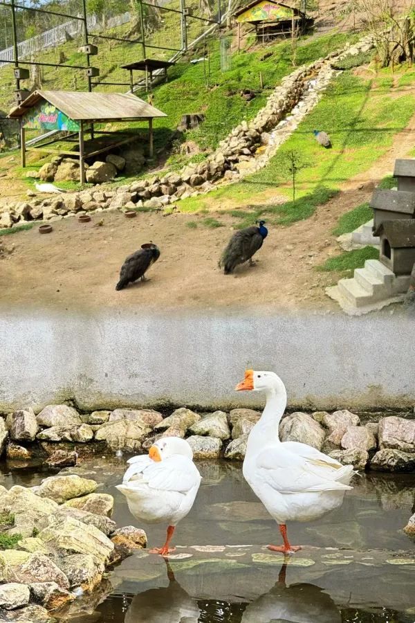 Discover the Charm of Cameron Highlands with RM25 Little Greece