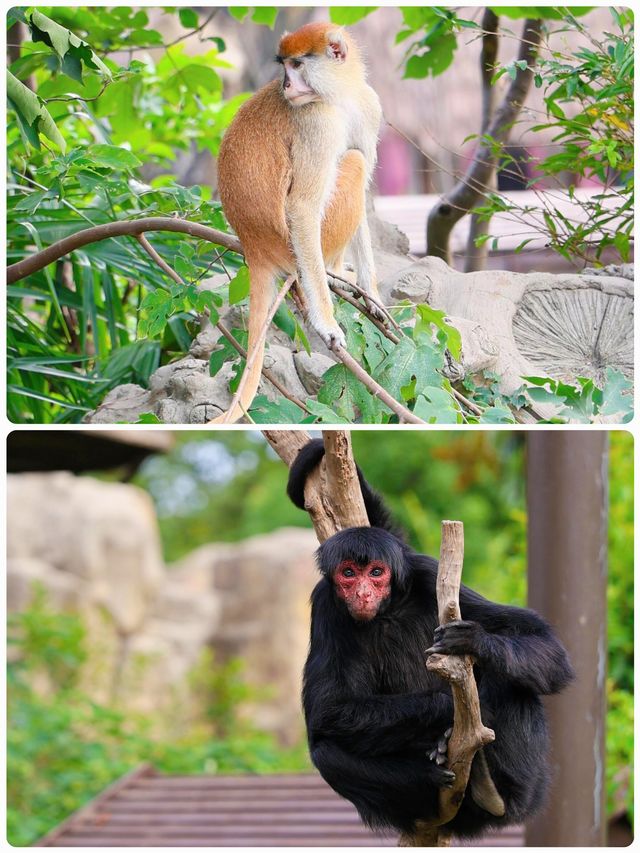 「瘋狂動物城」上海野生動物園走起。