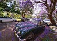 Experience the Purple Romance of Jacaranda Season in Sydney