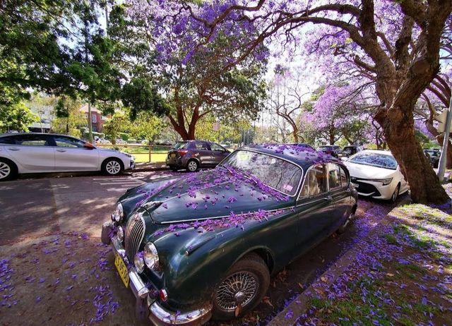 Experience the Purple Romance of Jacaranda Season in Sydney