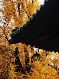 古觀音禪寺千年銀杏攻略：錯過等一年。