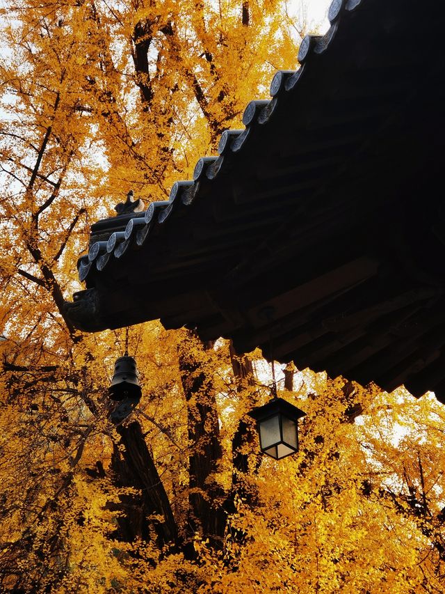 古觀音禪寺千年銀杏攻略：錯過等一年。