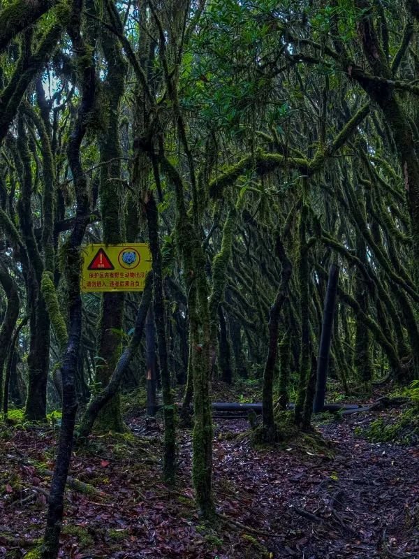 傳說中的雲南蟲谷，哀牢山原始森林