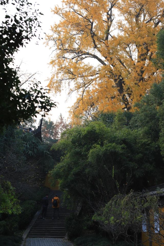 蘇州上方山森林公園
