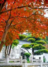 上海賞葉：桂林公園的紅葉與銀杏，12.7拍攝