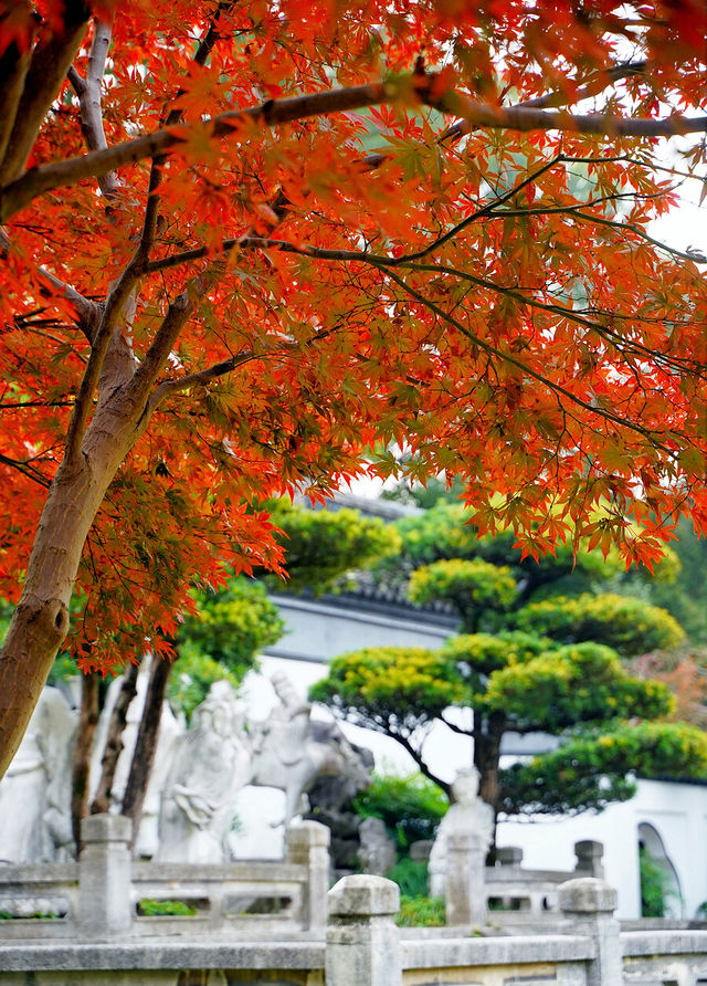 上海賞葉：桂林公園的紅葉與銀杏，12.7拍攝