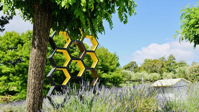 奧克蘭薰衣草農場之旅,夢幻打卡地! 奧克蘭薰衣草農場之旅,夢幻打卡地!