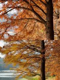 漫步湖畔綠道：享受悠閒時光