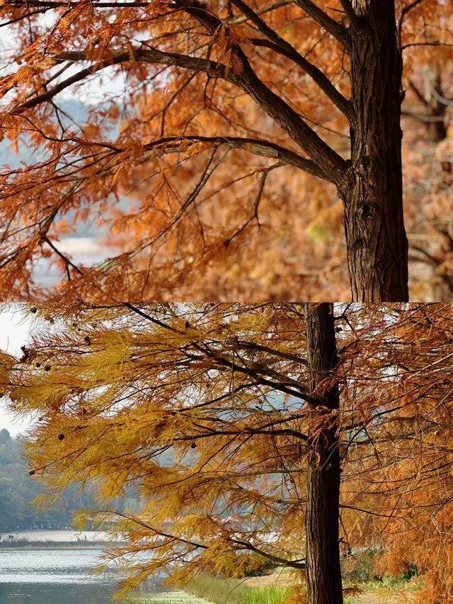 漫步湖畔綠道：享受悠閒時光