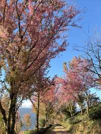 大理無量山·櫻花谷
