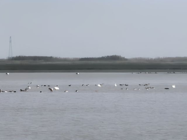 不容錯過，永修吳城候鳥小鎮觀鳥攻略