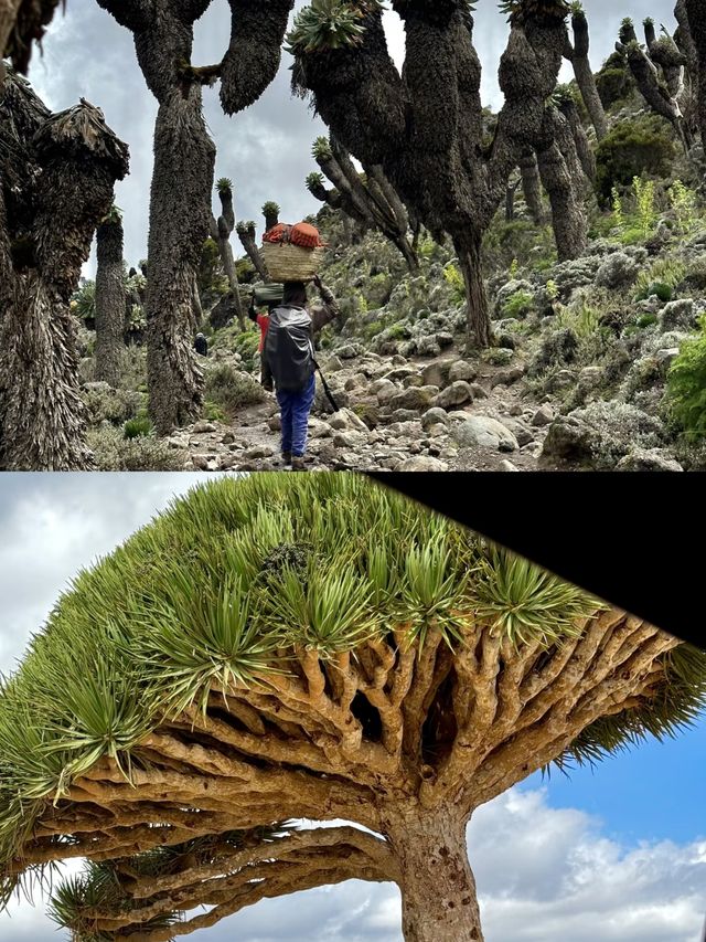 即將消失堪稱唯一地球奇觀，再不去就晚啦！