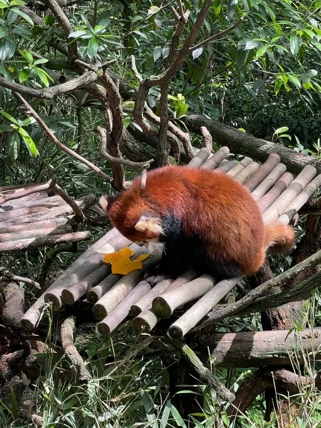 Spring Festival Family Trip to Chengdu, Leshan, and Huanglongxi: A Super Detailed Guide